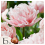 Voir la diapositive 1 : PLANT IN A BOX Tulipe - Set de 15 - Tulipa 'Dreamer' - Bulbes à fleurs - Rose