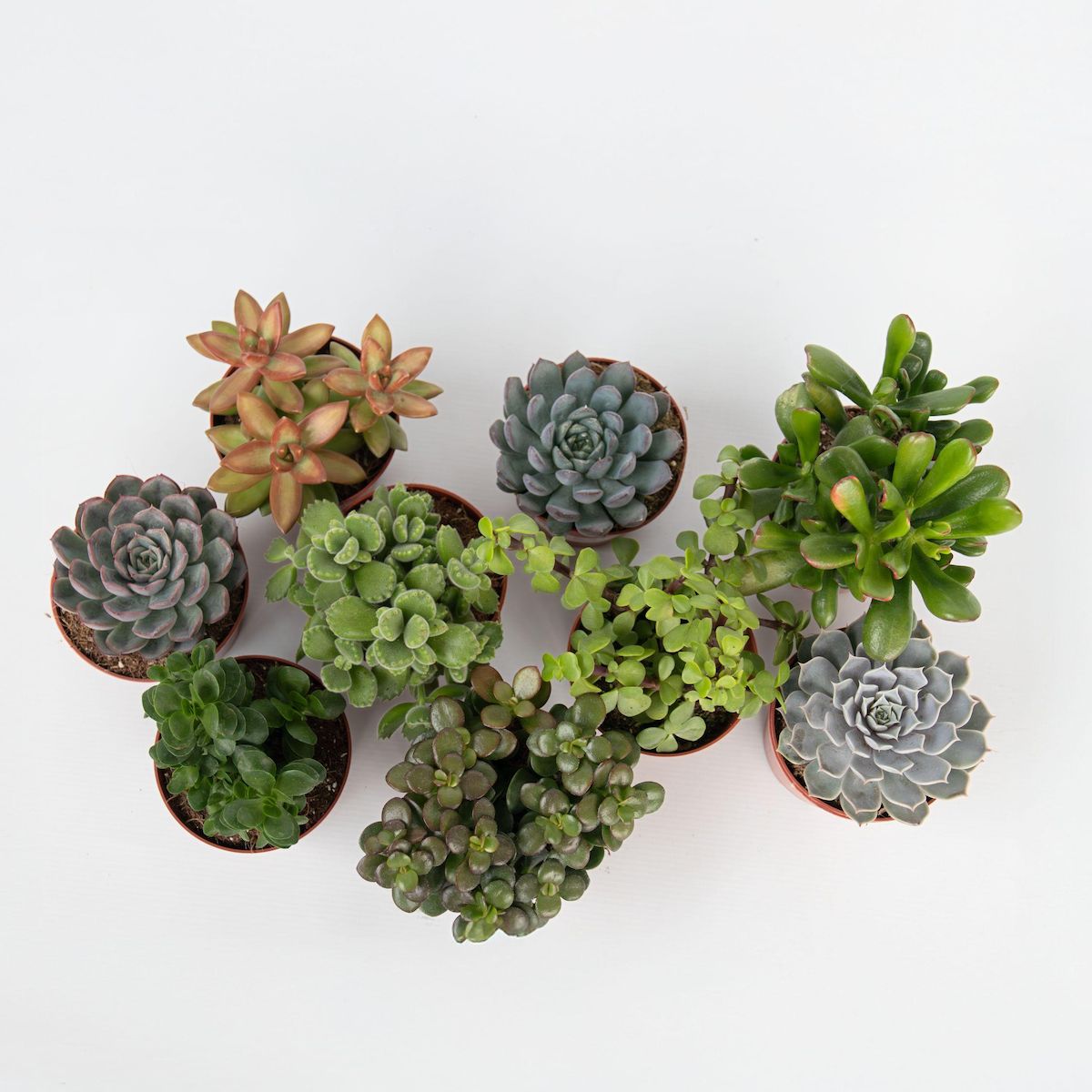 PLANT IN A BOX Mélange de succulentes - Set de 6 - Succulent Mix - H15-20cm - ⌀10,5cm