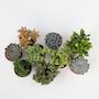 Voir la diapositive 5 : PLANT IN A BOX Mélange de succulentes - Set de 6 - Succulent Mix - H15-20cm - ⌀10,5cm