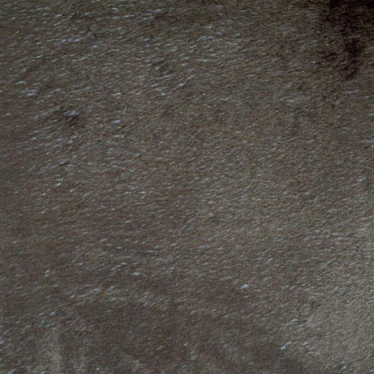 Paris Prix Coussin pour Chien & Chat  Patchy  117cm Beige