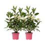 Voir la diapositive 1 : PLANT IN A BOX Hortensia - Set de 2 - Hydrangea paniculata 'Early Harry' - H25-40cm - ⌀19cm