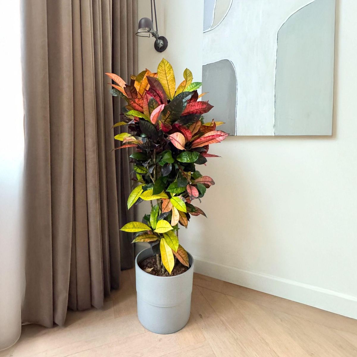 PLANT IN A BOX Croton - Codiaeum variegatum 'Mrs. Iceton' - Hauteur 90-100cm - Pot 27cm