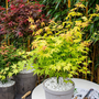 Voir la diapositive 5 : PLANT IN A BOX Érable du Japon - Set de 2 - Acer palmatum 'Orange Lace' - H60-70cm - ⌀19cm