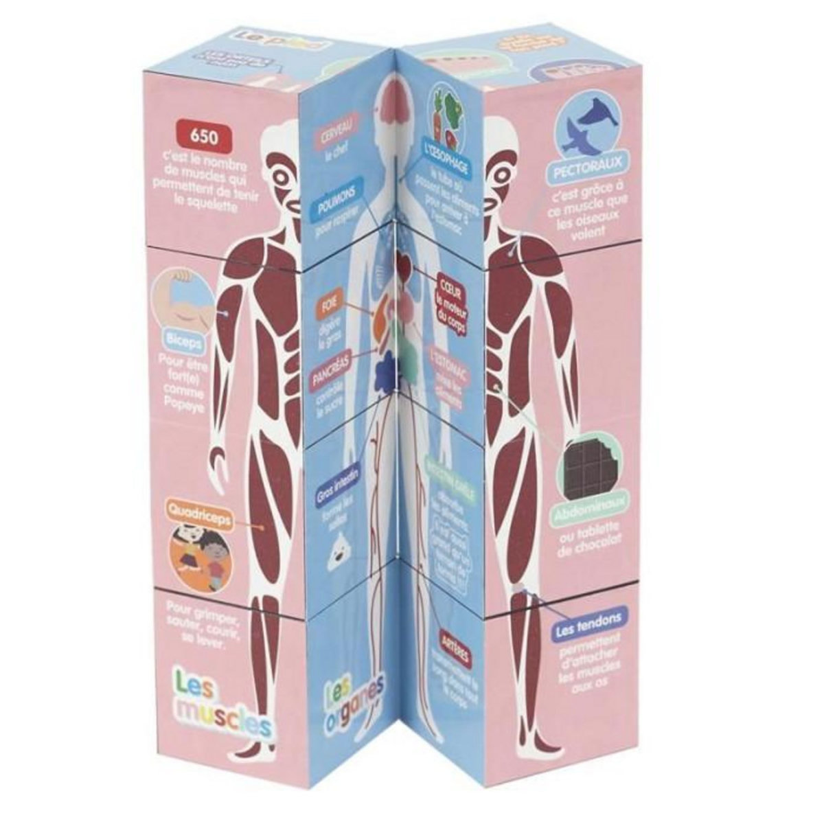 Paris Prix Cube Educatif  Corps Humain  7cm Multicolore