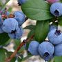 Voir la diapositive 3 : PLANT IN A BOX Myrtille - Set de 3 - Vaccinium corymbosum 'Sunshine Blue' - H25-40cm - ⌀9cm