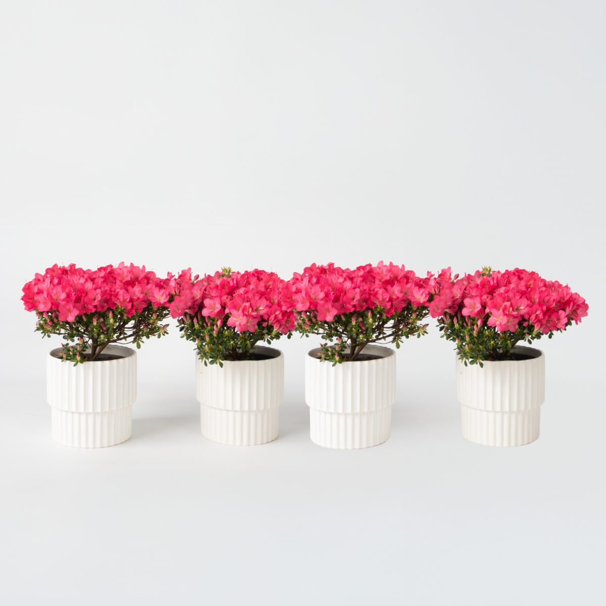 PLANT IN A BOX Azalée - Set de 4 - Rhododendron azalea 'Anouk' - Hauteur 25-40cm - ⌀17cm