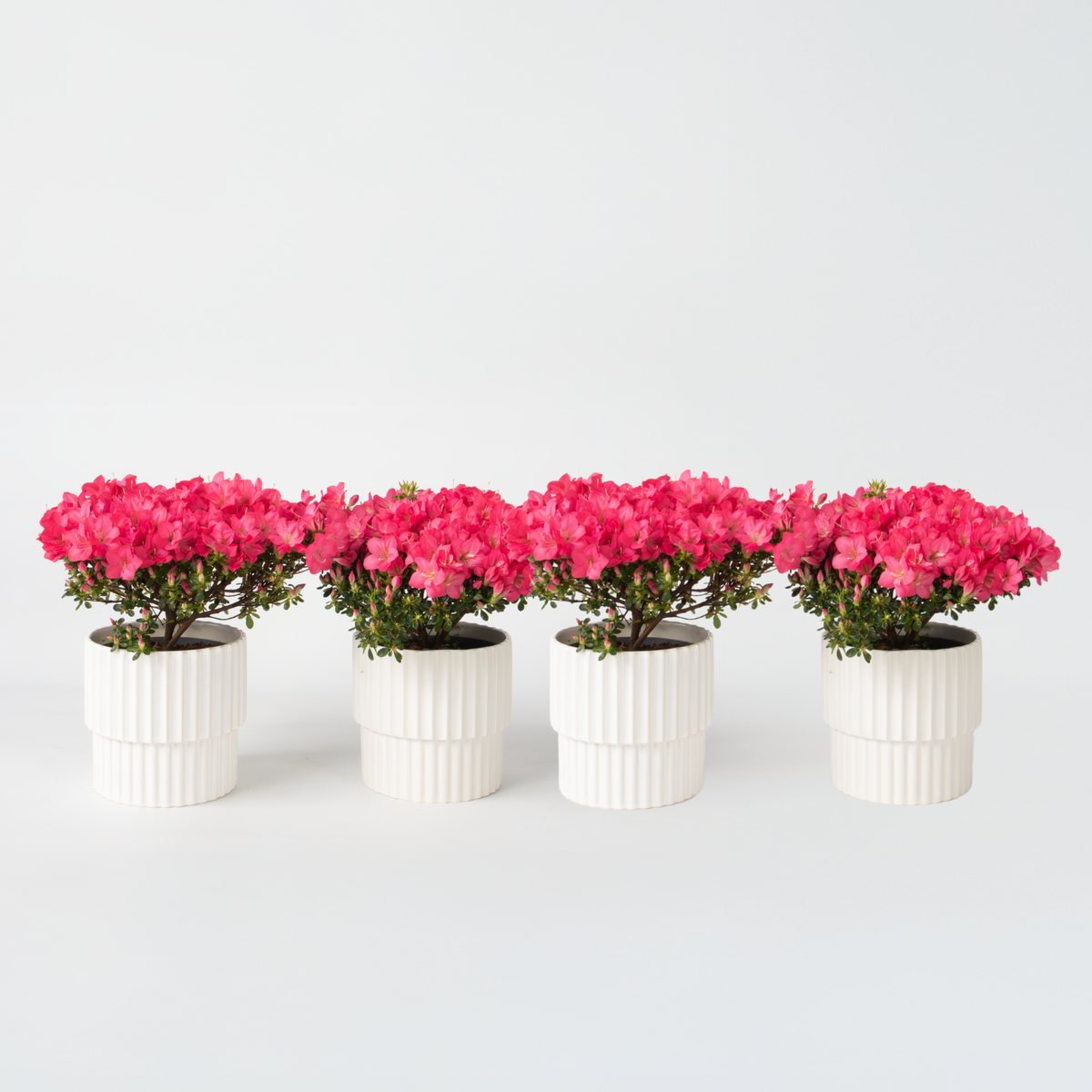 PLANT IN A BOX Azalée - Set de 4 - Rhododendron azalea 'Anouk' - Hauteur 25-40cm - ⌀17cm