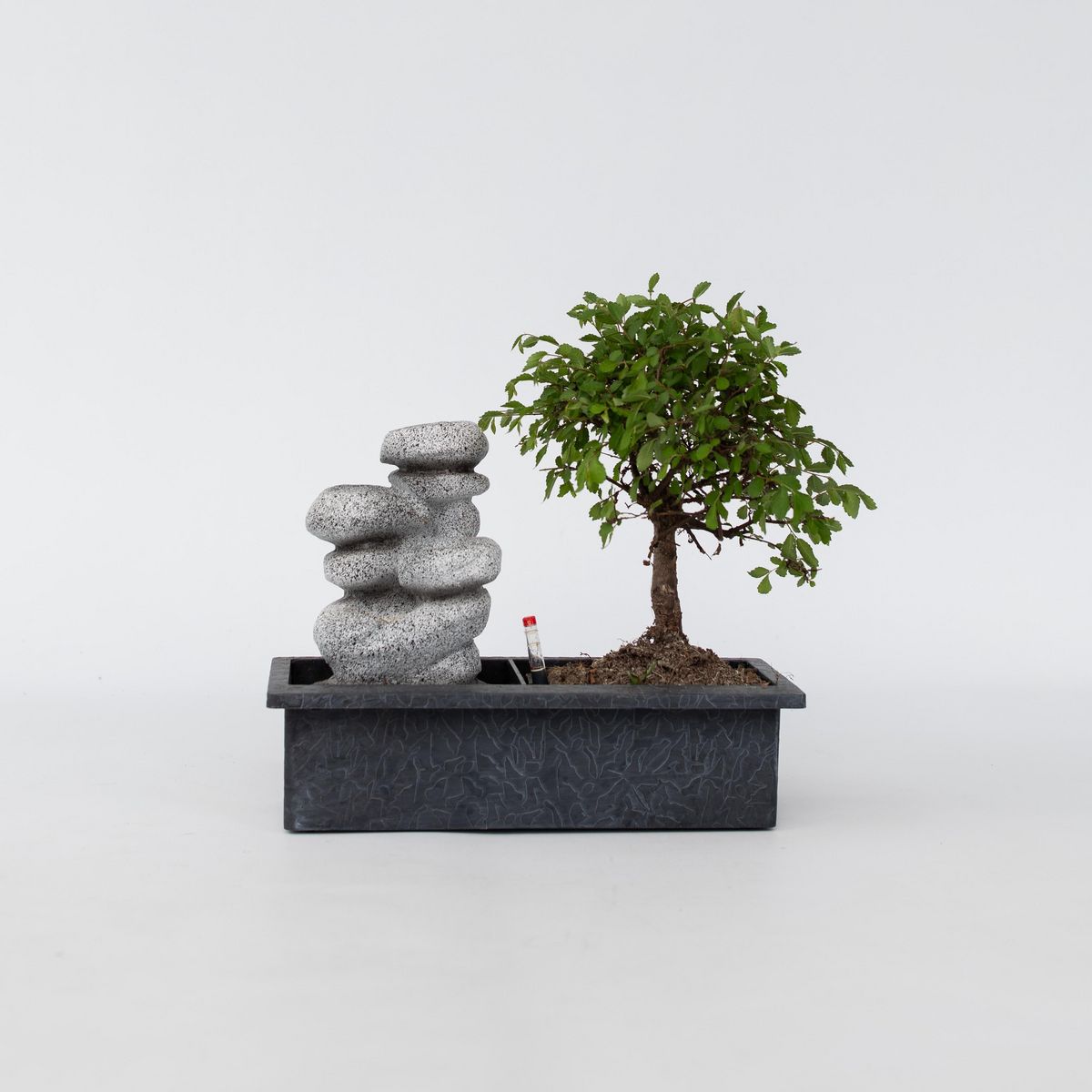 PLANT IN A BOX Bonsaï - Bonsai - Hauteur 25-35cm - ⌀29cm