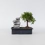 Voir la diapositive 6 : PLANT IN A BOX Bonsaï - Bonsai - Hauteur 25-35cm - ⌀29cm