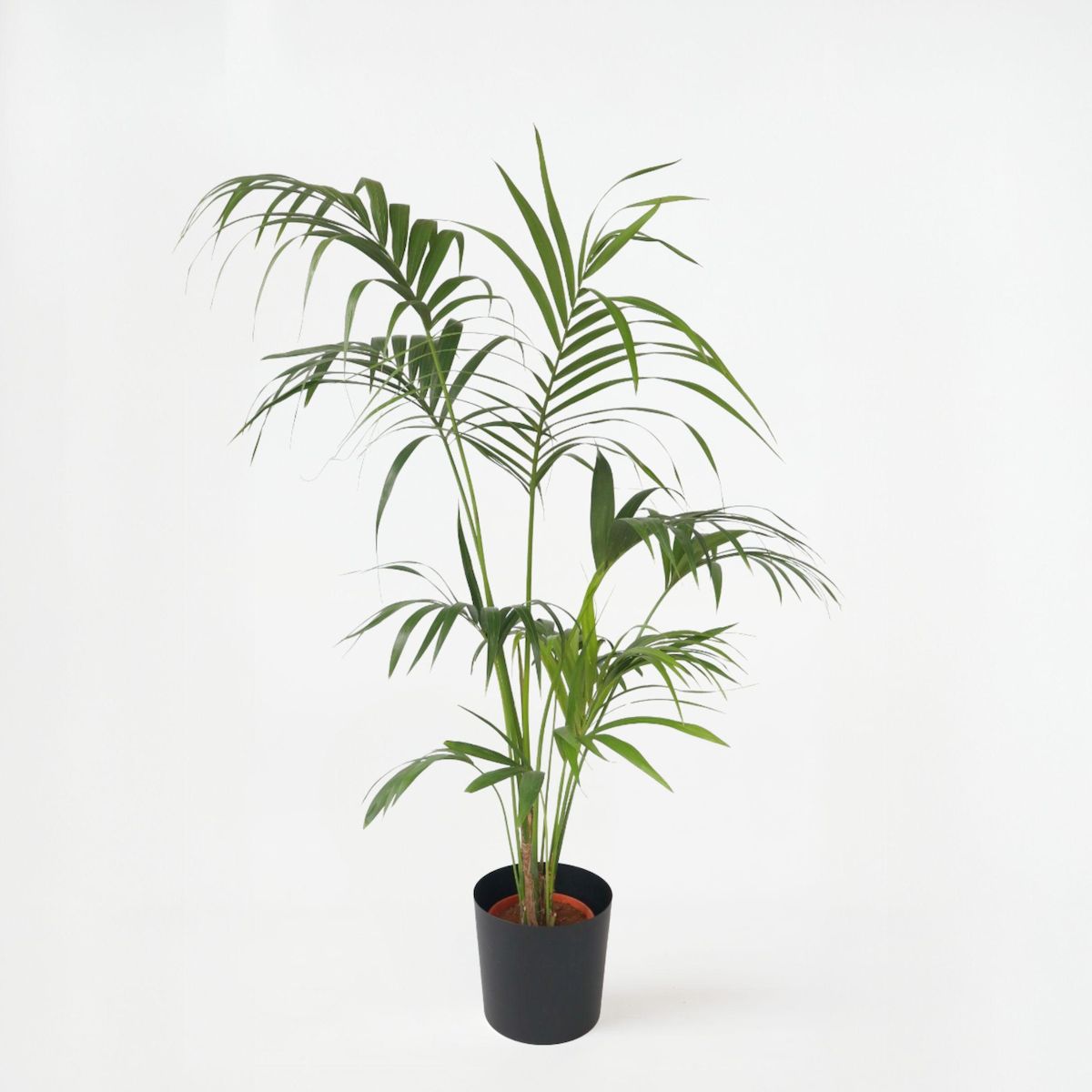 PLANT IN A BOX Palmier Kentia - Howea forsteriana - Hauteur 150-170cm - ⌀24cm