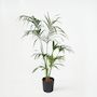 Voir la diapositive 6 : PLANT IN A BOX Palmier Kentia - Howea forsteriana - Hauteur 150-170cm - ⌀24cm