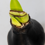 Voir la diapositive 3 : PLANT IN A BOX Amaryllis - hippeastrum 'Wax Black' - Bulbe de fleur - Rouge