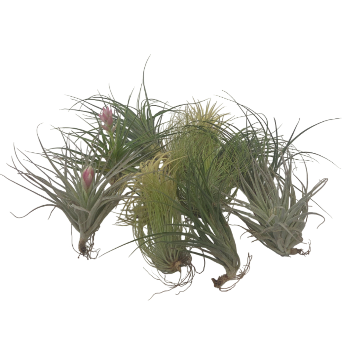 PLANT IN A BOX Plante aérienne - Set de 12 - Tillandsia - Hauteur 5-15cm - ⌀5cm