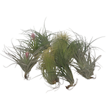 PLANT IN A BOX Plante aérienne - Set de 12 - Tillandsia - Hauteur 5-15cm - ⌀5cm