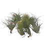 Voir la diapositive 1 : PLANT IN A BOX Plante aérienne - Set de 12 - Tillandsia - Hauteur 5-15cm - ⌀5cm