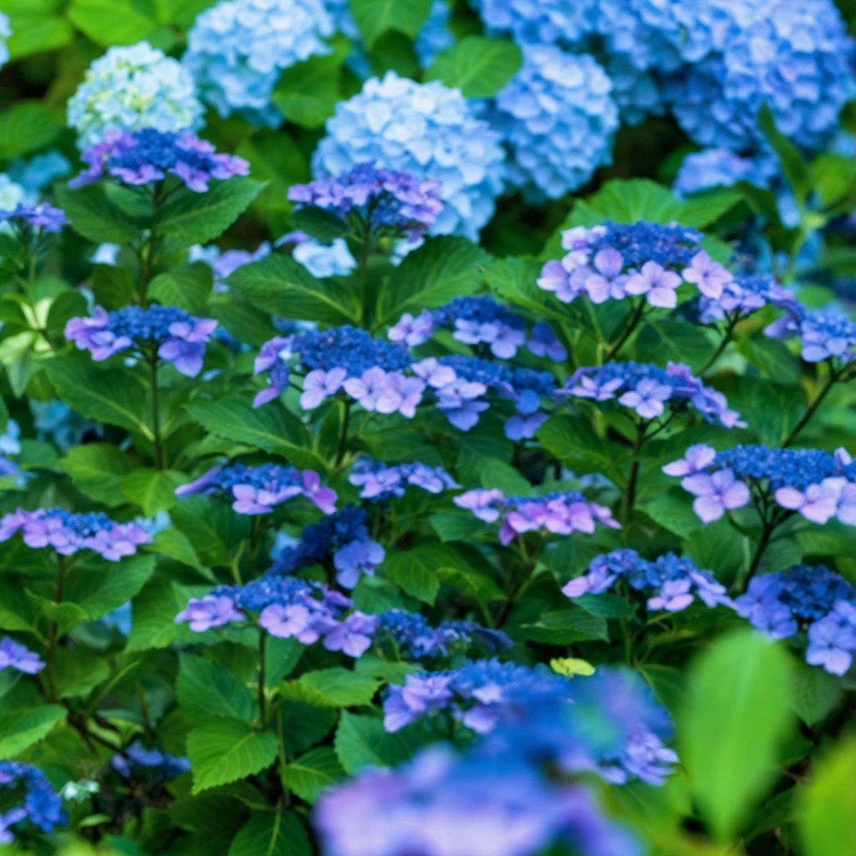 PLANT IN A BOX Hortensia - Set de 4 - Hydrangea serrata 'Summerglow' - Hauteur 25-40cm - ⌀19cm