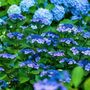 Voir la diapositive 3 : PLANT IN A BOX Hortensia - Set de 4 - Hydrangea serrata 'Summerglow' - Hauteur 25-40cm - ⌀19cm