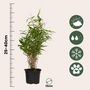 Voir la diapositive 2 : PLANT IN A BOX Bambou non-traçant - Set de 18 - Fargesia rufa - Hauteur 25-40cm - ⌀13cm