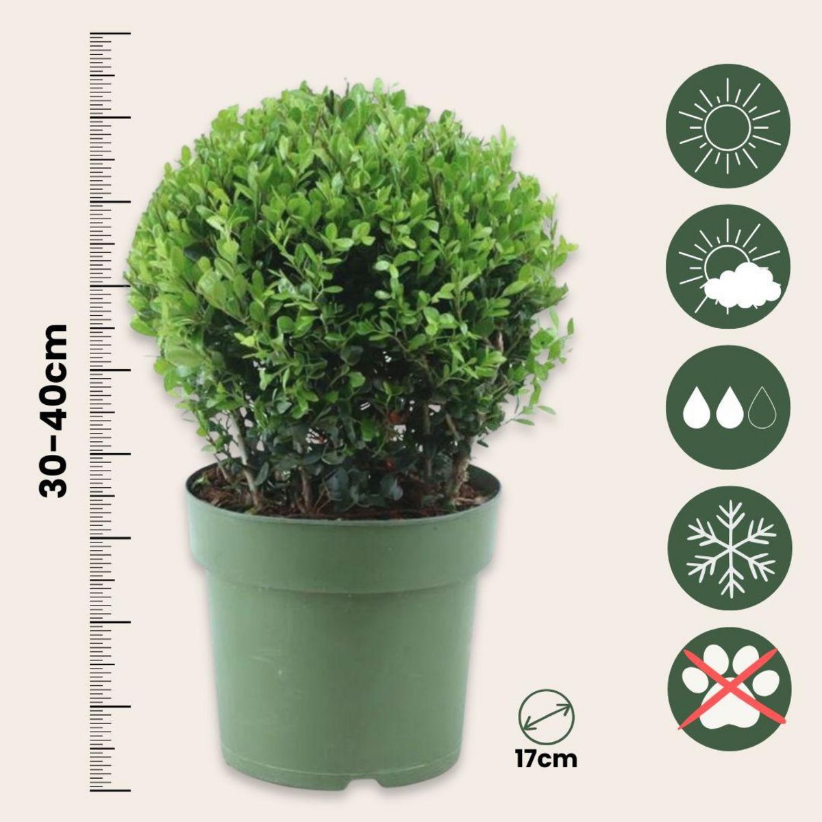 PLANT IN A BOX Houx crenelé - Ilex crenata 'Jenny' - Hauteur 30-40cm - ⌀17cm