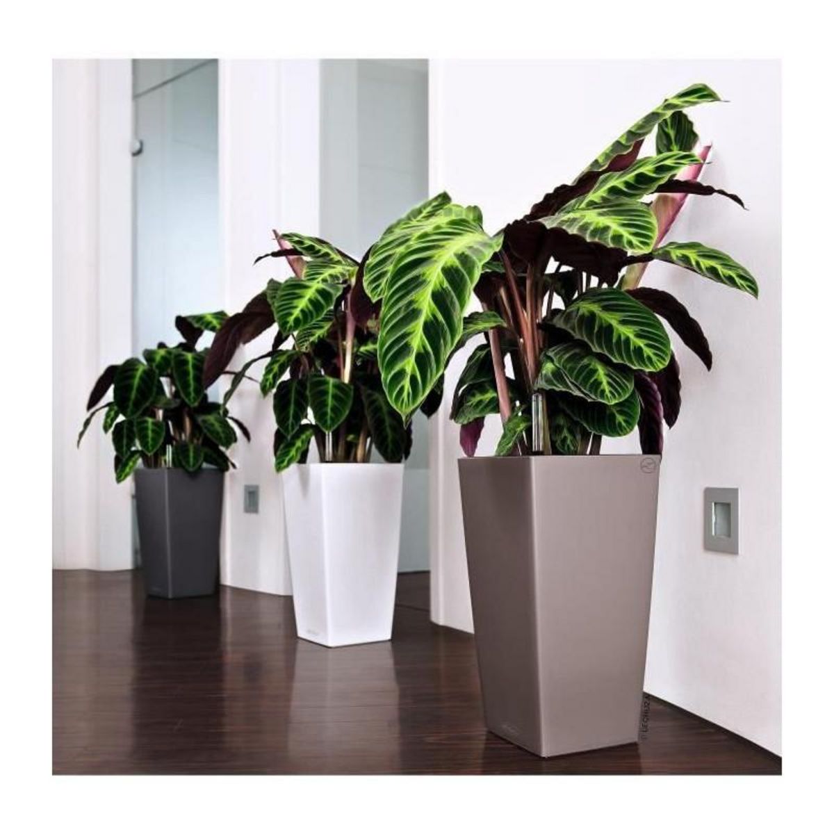 LECHUZA Cubico Color 40 - kit complet, muscade 8 L 75 cm