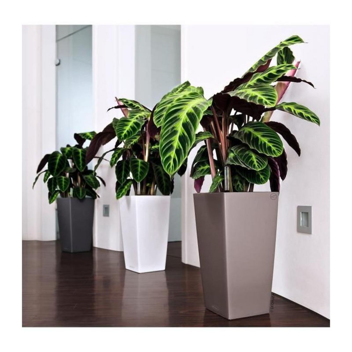 LECHUZA Cubico Color 40 - kit complet, muscade 8 L 75 cm