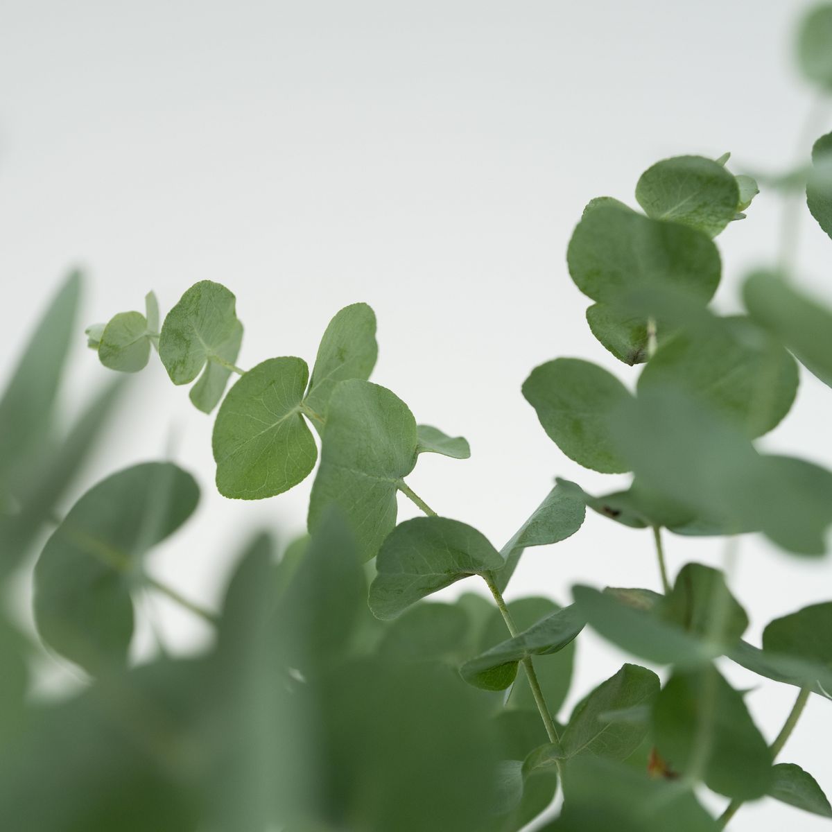 PLANT IN A BOX Gommier - Set de 6 - Eucalyptus 'Pulverulenta' - Hauteur 25-40cm - ⌀12cm