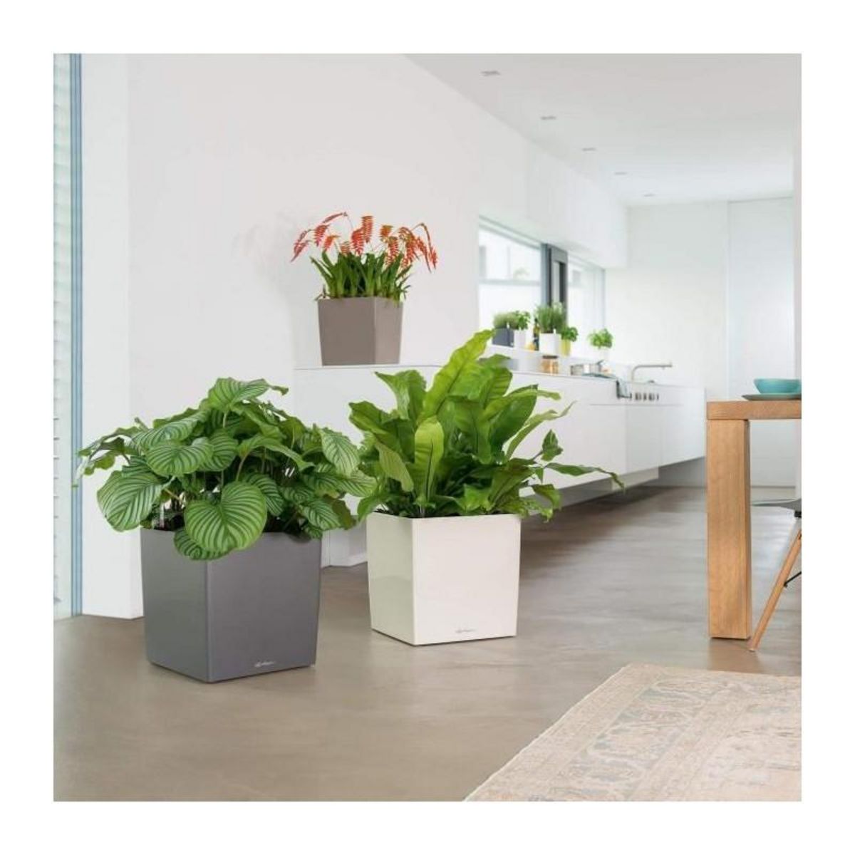 LECHUZA Cube Premium 50 - Kit Complet, blanc brillant 50 cm