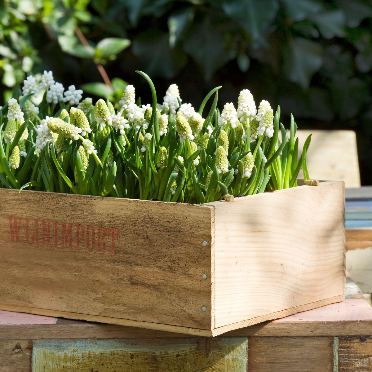 PLANT IN A BOX Perce-neige - Set de 50 - Muscari 'White Magic' - Bulbes à fleurs - Blanc