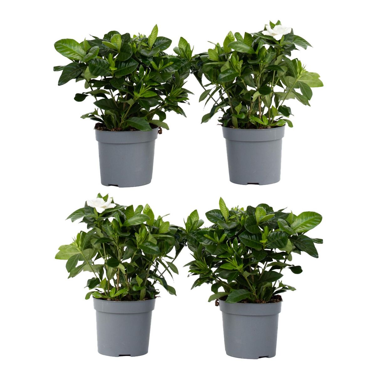 PLANT IN A BOX Jasmin du Cap - Set de 4 - Gardenia jasminoides - Hauteur 20-30cm - ⌀13cm