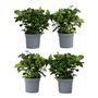 Voir la diapositive 1 : PLANT IN A BOX Jasmin du Cap - Set de 4 - Gardenia jasminoides - Hauteur 20-30cm - ⌀13cm