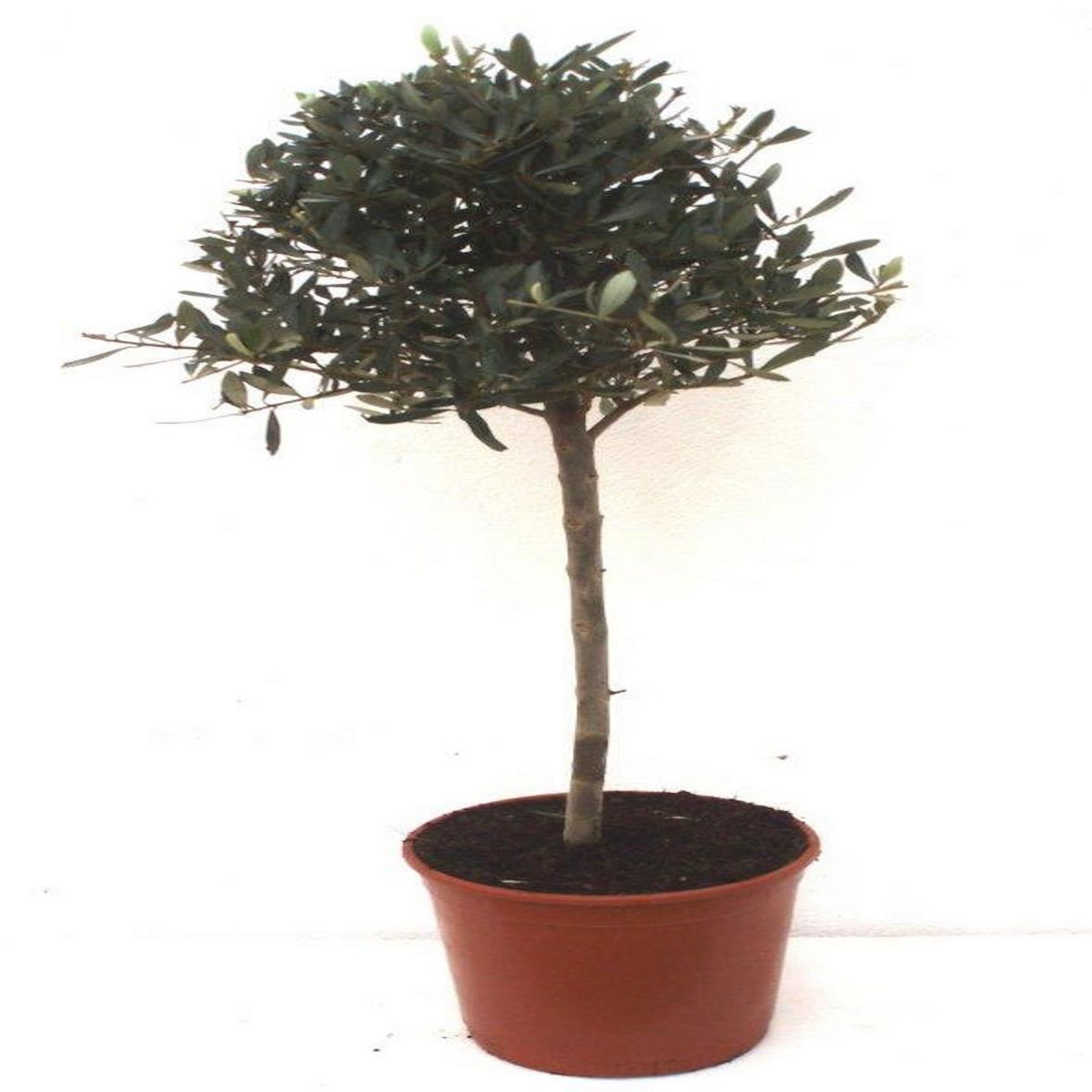 Olivier (Olea europaea) - Boule - Pot de 3L - HT/90/100cm