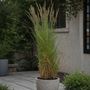 Voir la diapositive 4 : PLANT IN A BOX Calamagrostide - Calamagrostis acutiflora 'Overdam' - Hauteur 20-30cm - ⌀23cm
