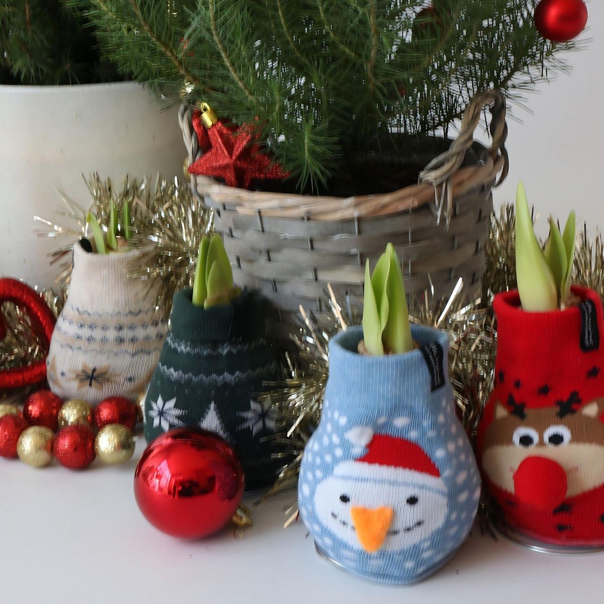 PLANT IN A BOX Amaryllis - Set de 3 - Hippeastrum 'Xmas Sweater Mix' - Bulbe de fleur - Rouge