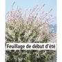  Saule crevette en buisson - Le pot / Ø 11cm / 2-3 branches / Hauteur livrée 40-50cm - Willemse