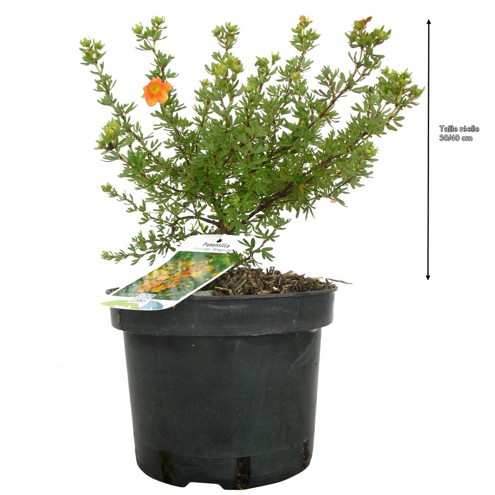 Potentille orange
