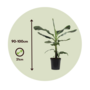 Voir la diapositive 2 : PLANT IN A BOX Bananaier nain - Set de 2 - Musa 'Dwarf Cavendish' - Hauteur 90-100cm - ⌀21cm