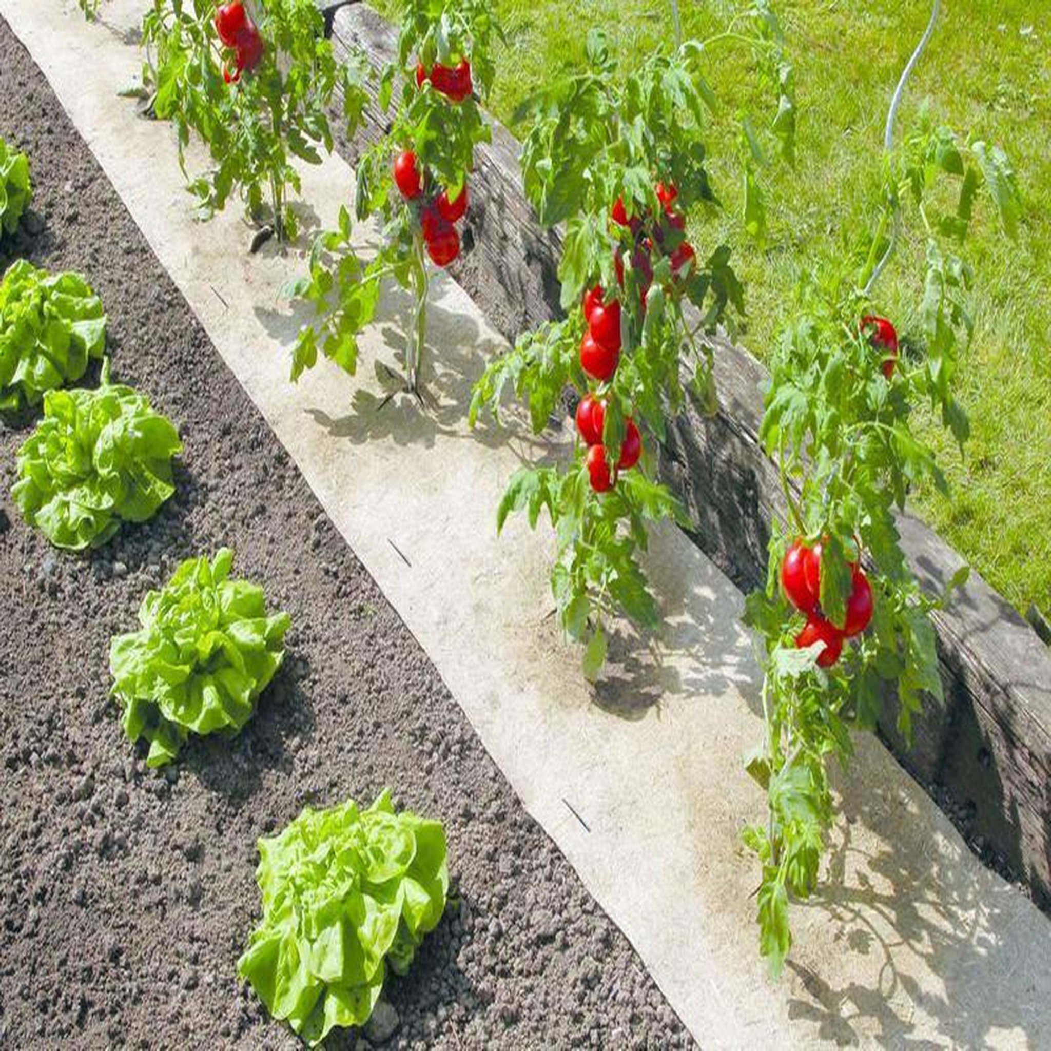 Nortene Paillage naturel 50 x 300 cm - pour jardin et potager 100% biodégradable - 500 g/m2