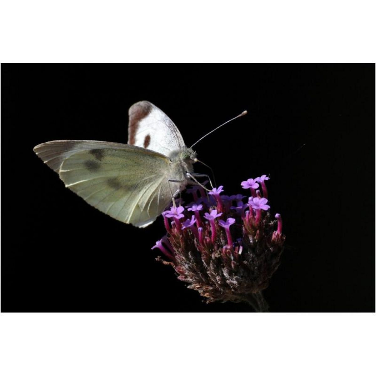 Canon Objectif zoom Canon RF 200 800mm f 6.3 9 IS USM