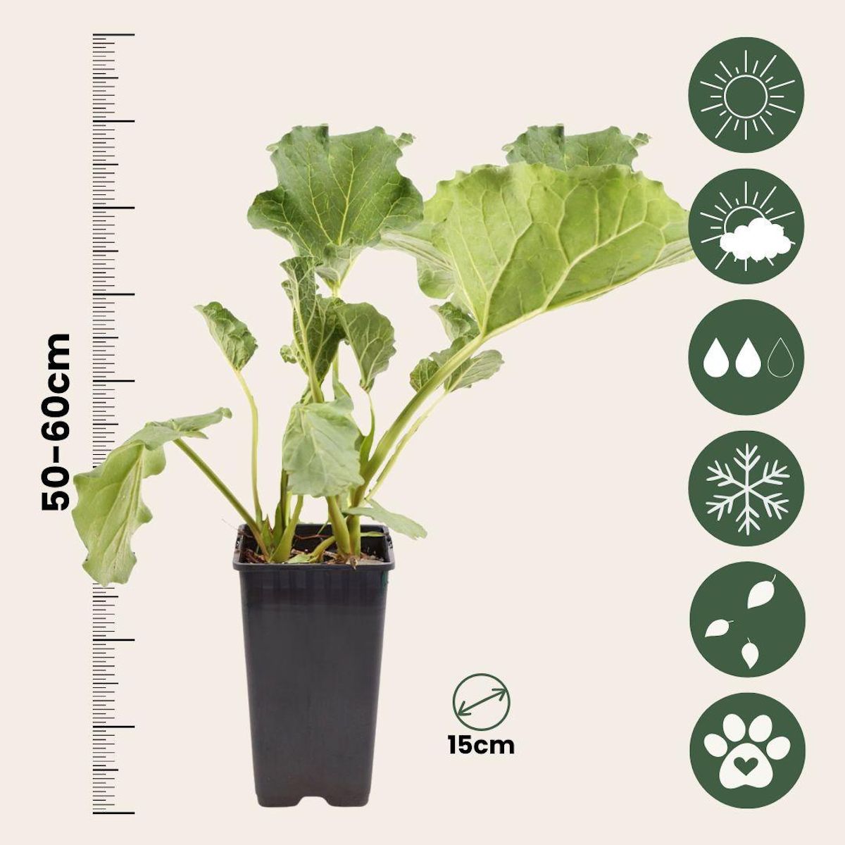 PLANT IN A BOX Rhubarbe - Lot 2 - Rheum rhabarbarum - Hauteur 50-60cm - ø15cm