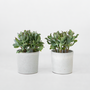 Voir la diapositive 5 : PLANT IN A BOX Plante de jade - Lot de 2 - Crassula arborescens 'Curly' - Pot 12 cm