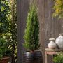 Voir la diapositive 4 : PLANT IN A BOX Cyprès toujours vert - Cupressus sempervirens - Hauteur 70-80cm - ⌀19cm