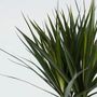 Voir la diapositive 3 : PLANT IN A BOX Dragonnier - Dracaena marginata - Hauteur 70-80cm - ⌀17cm