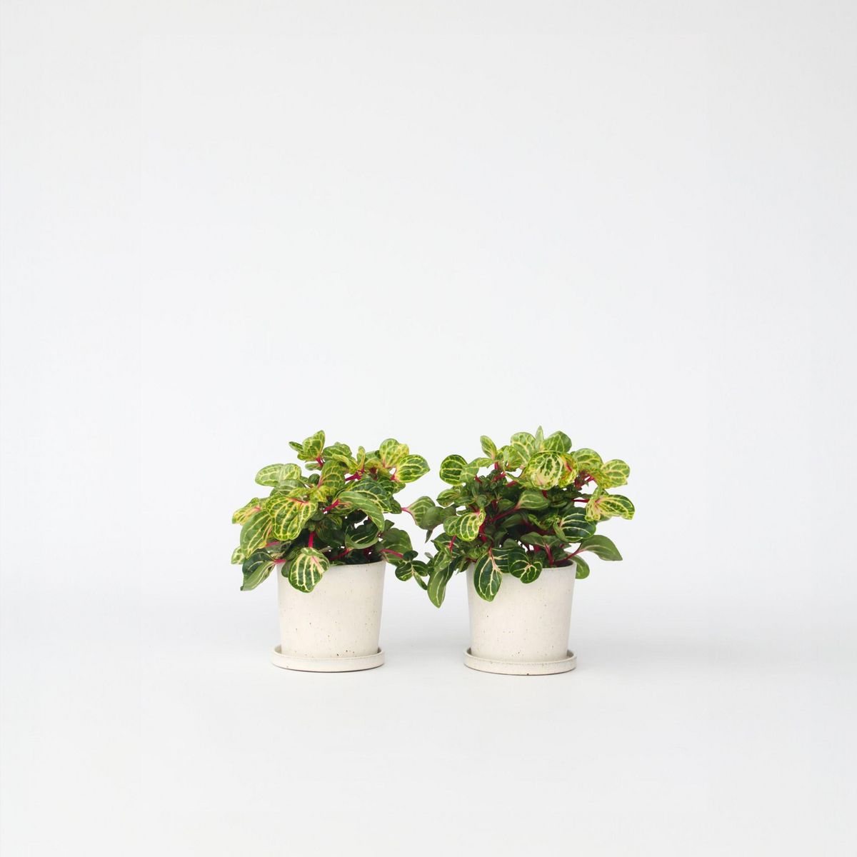 PLANT IN A BOX Feuille de sang - Set de 2 - Iresine herbstii - Hauteur 20-30cm - ⌀13cm