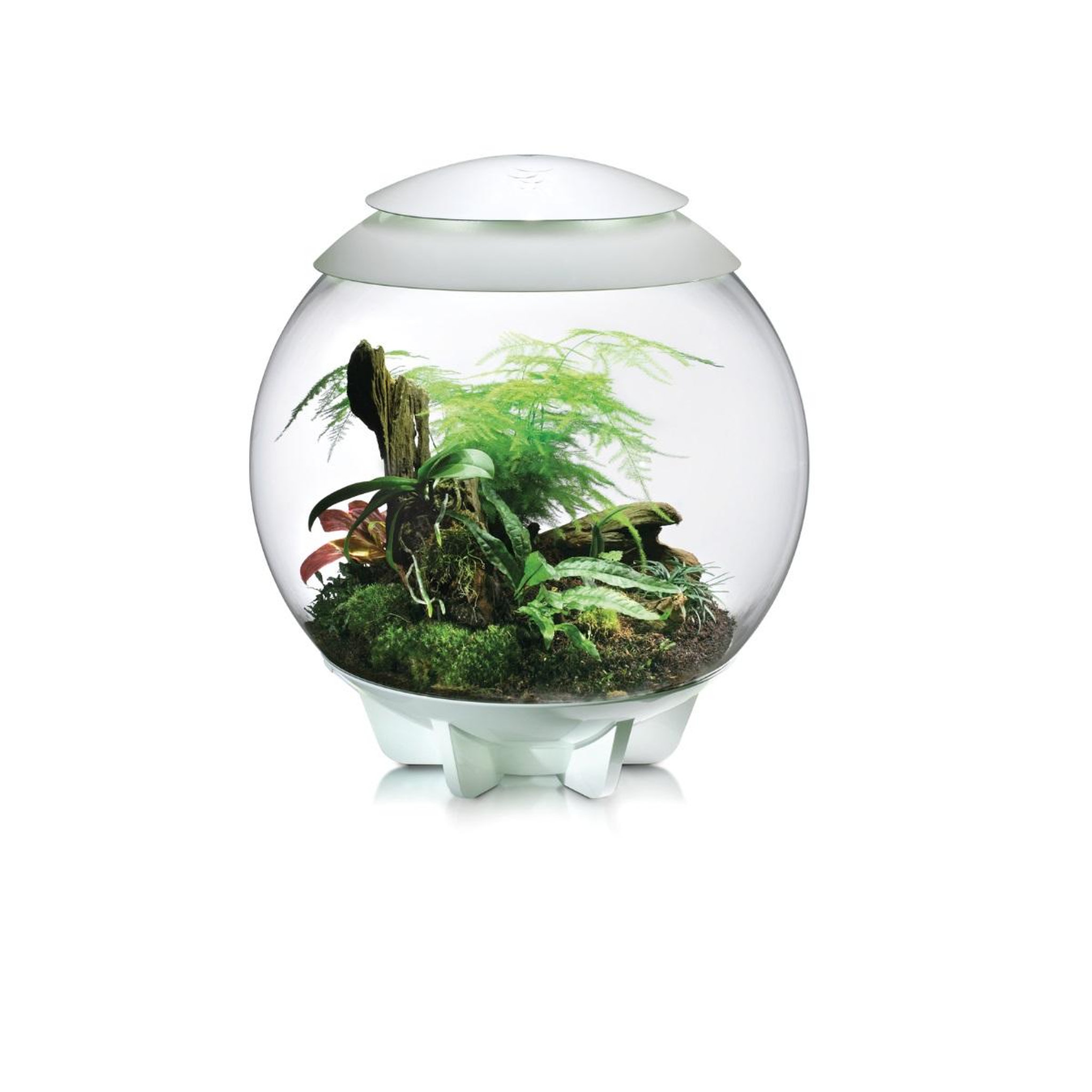 Voir la diapositive 5 : Oase Terrarium décoratif 60l avec cadre blanc - air 60 white