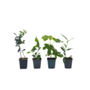 Voir la diapositive 1 : PLANT IN A BOX Mélange d'arbres fruitiers - Set de 4 - Hauteur 25-40cm - ⌀9cm