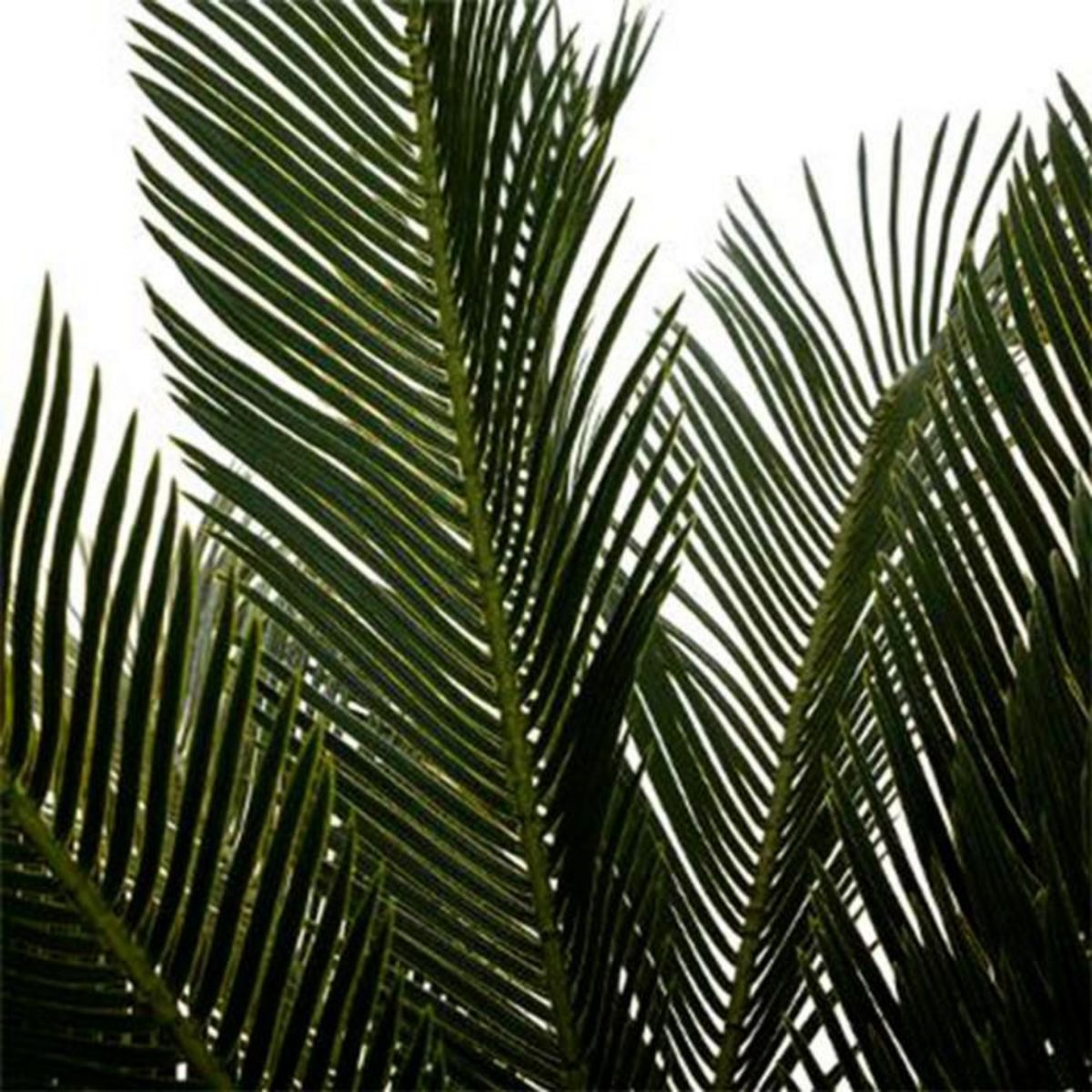 ATMOSPHERA Plante Artificielle  Ananas  115cm Vert