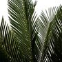 Voir la diapositive 3 : ATMOSPHERA Plante Artificielle  Ananas  115cm Vert