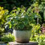 Voir la diapositive 4 : PLANT IN A BOX Mûrier - Set de 2 - Rubus fruticosus 'Thornfree' - Hauteur 50-60cm - ⌀15cm