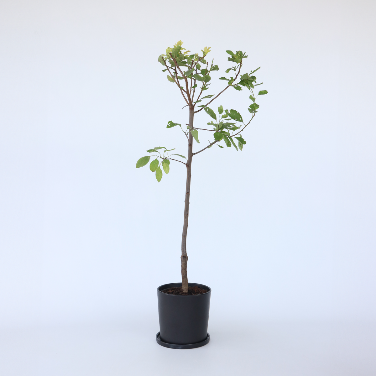 PLANT IN A BOX Prunier - Prunus domestica 'Opal' - Hauteur 90-100cm - ⌀21cm