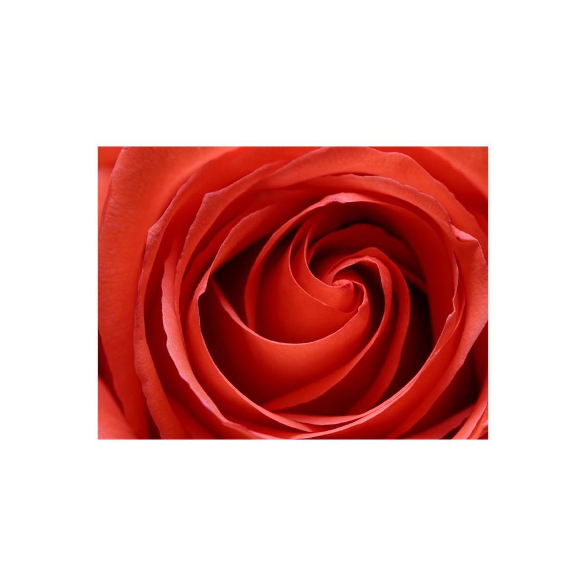 Voir la diapositive 2 : Paris Prix Papier peint  l'éveil de la rose